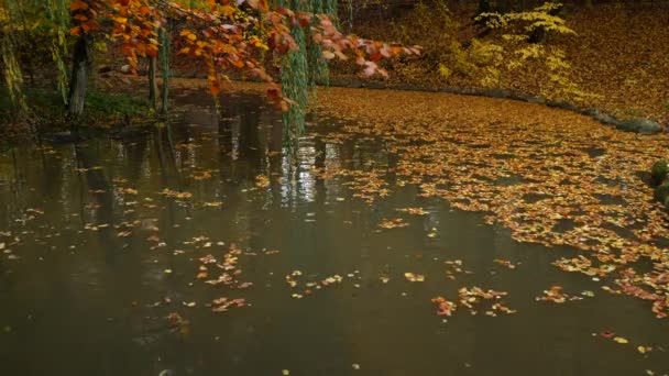 Leafs Pond Autumn — Video Stock