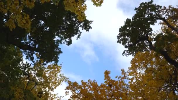 Autumn Forest Sky — Vídeo de Stock