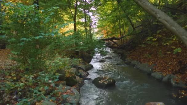 River Autumn Forest — Stockvideo
