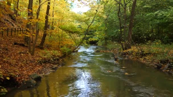 River Autumn Forest – stockvideo