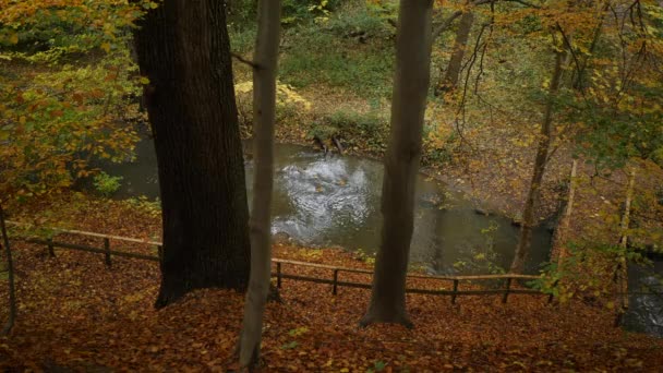 Green Pond Autumn Forest — Vídeos de Stock