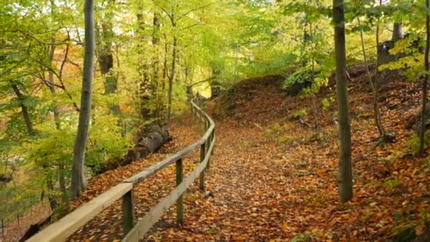 Chemin Dans Forêt Automne — Video