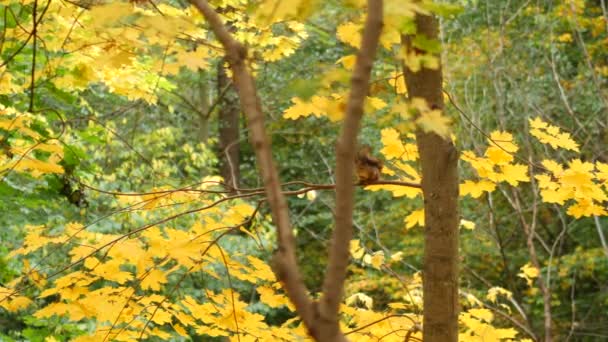 Squirell Tree Autumn — Stockvideo