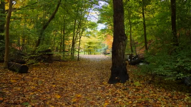 Path Autumn Forest Park — Stockvideo