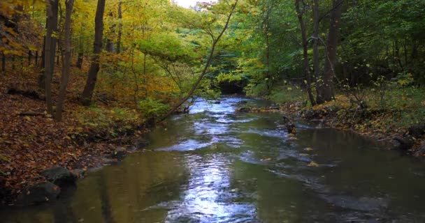 River Autumn Forest — Stockvideo