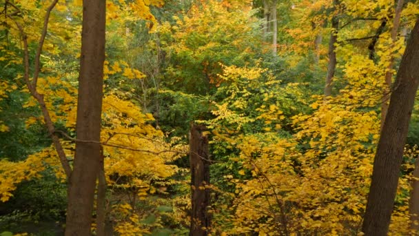 Tief Herbstlichen Wald — Stockvideo