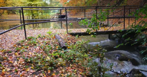 Bridge Autumn Forest Park – stockvideo
