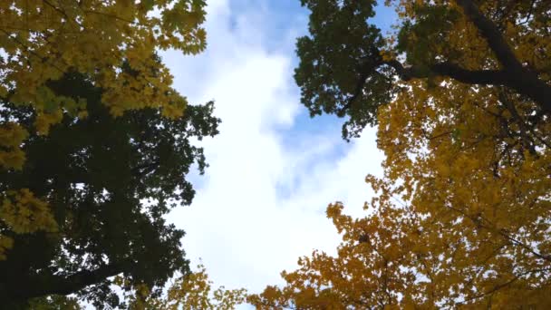 Autumn Forest Sky — Vídeo de Stock