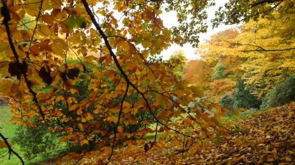 Autumn Trees Forest Park — Vídeos de Stock