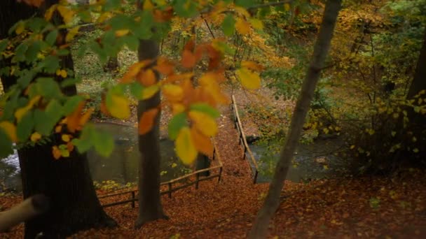 Pont Dans Parc Forestier Automne — Video