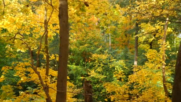 Deep Autumn Forest — Stock Video