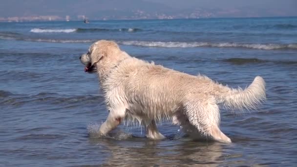 Αργή Κίνηση Ενός Σκύλου Retriever Τρέχει Κατά Μήκος Της Παραλίας — Αρχείο Βίντεο