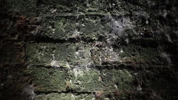 Grunge Creepy Old Green Wall Cellar Medium Panning Shot — Stock video