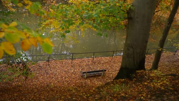 Bench Pond Autumn Forest — Stockvideo