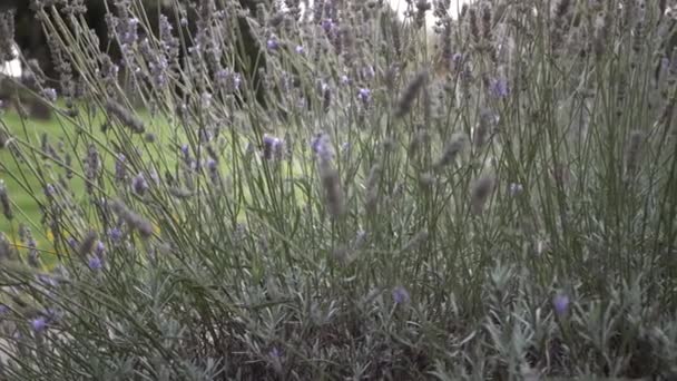 Lavender Flowers Growing Garden Medium Panning Shot — Wideo stockowe
