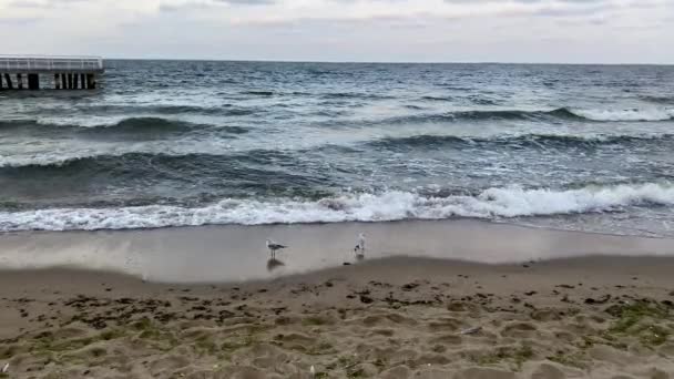 Seagulls Walking Beach Edge Water Slow Motion — Vídeo de stock
