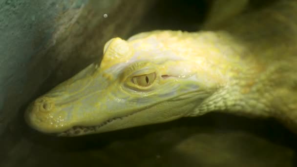 Broad Snouted Caiman Caiman Latirostris Albino Crocodilian Reptile Found Eastern — Vídeo de Stock