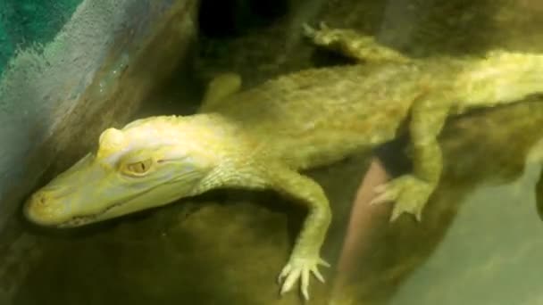 Broad Snouted Caiman Caiman Latirostris Crocodilian Reptile Found Eastern Central — Video