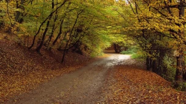 Όμορφη Σήραγγα Φθινόπωρο Δέντρο Στο Δάσος Της Ρουμανίας Κλίση Προς — Αρχείο Βίντεο