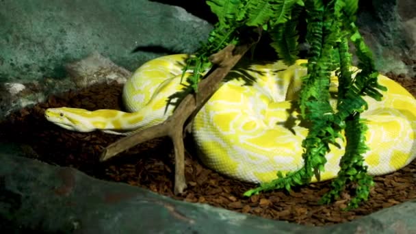 Burmese Python Python Bivittatus Albina One Largest Species Snakes Native — Video