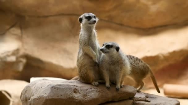 Den Meerkat Suricata Suricatta Eller Surikat Liten Mungo Som Finns — Stockvideo