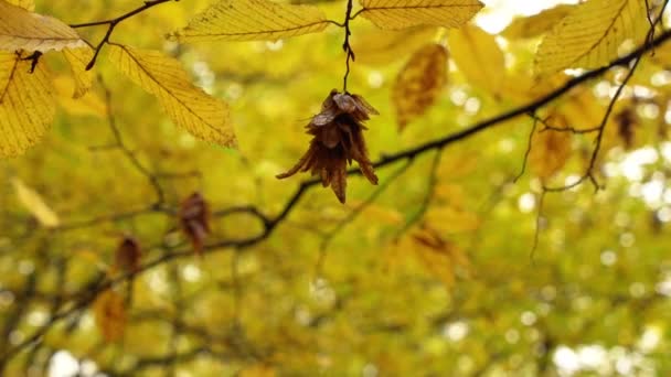 Common Hazel Tree Autumn Bunch Dry Brown Leaves Hanging Tree — Vídeo de Stock