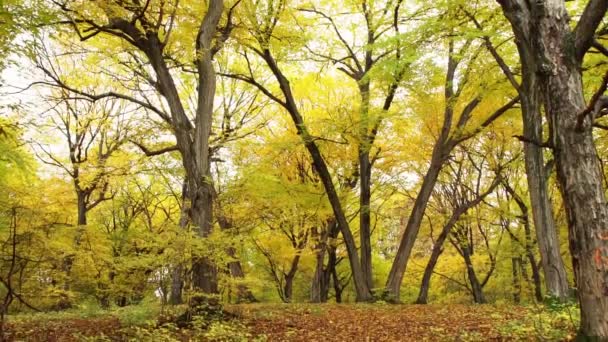 Autumnal Trees Hoia Forest Cluj Napoca Romania Wide Tilt — Wideo stockowe