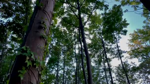 Зеленые Деревья Скалывающими Лозами Тонких Обрывках Время Восхода Солнца Лесопарке — стоковое видео