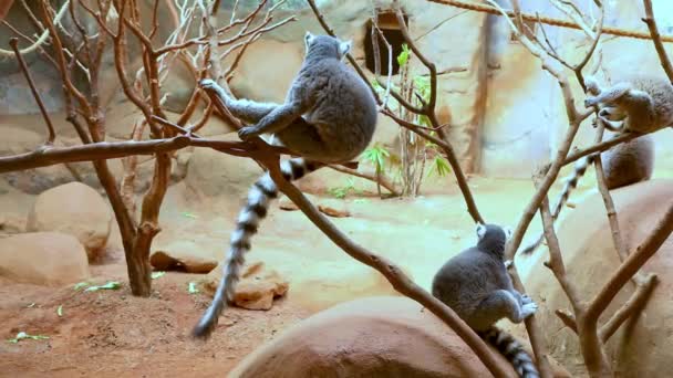 Lemuriformes Είναι Μια Υποδομή Πρωτεύοντος Θηλαστικού Που Υπάγεται Στην Υποτάξη — Αρχείο Βίντεο