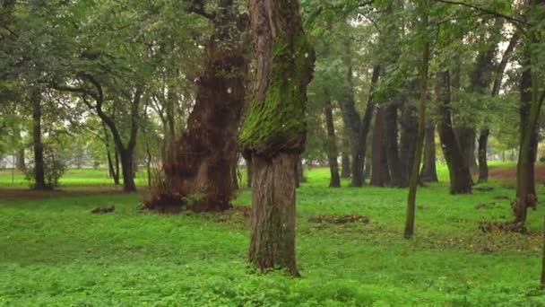 Late Spring Hoia Forest Cluj Napoca Romania Beautiful Green Landscape — Vídeo de Stock