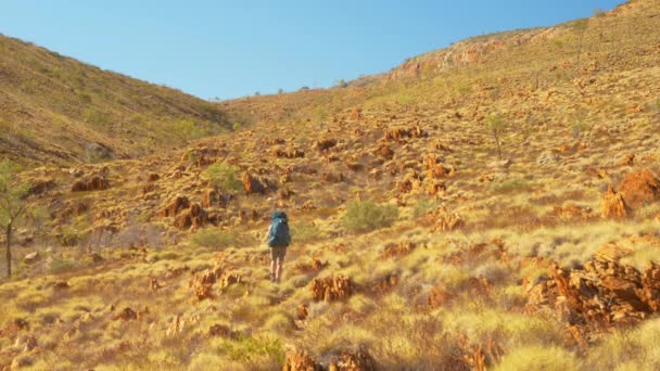 Hiker Walks Landscape Spinifex Rocks Central Australia — ストック動画