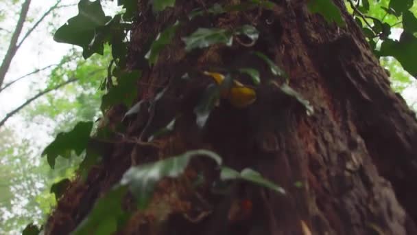 Lush Green Creeping Plants Covered Tree Trunk Hoia Forest Cluj — Vídeo de Stock