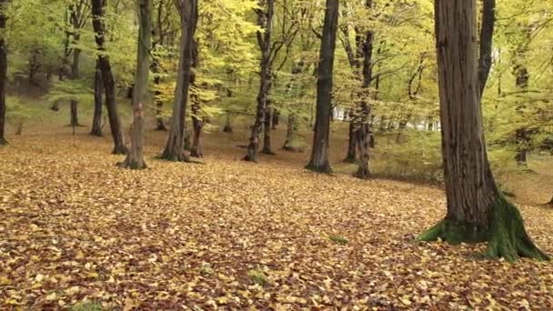 Autumnal Yellow Fallen Leaves Lies Ground Hoia Forest Cluj Napoca — ストック動画