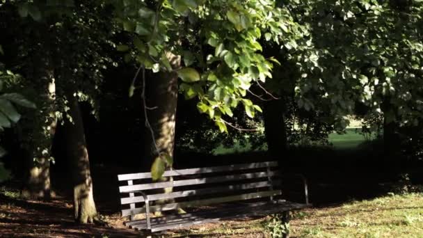 Park Bench Summer Overhanging Tree Shade Wide Shot — Stok video