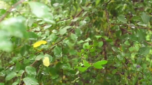 Wet Green Leaves Branches Foliage Hoia Forest Rainy Day Cluj — Vídeo de stock