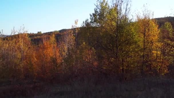 Wide View Colorful Foliage Hoia Forest Autumn Cluj Napoca Transylvania — Vídeo de Stock