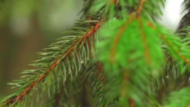 Prachtige Naaldbladeren Van Een Dennenboom Een Bos Van Dichtbij — Stockvideo