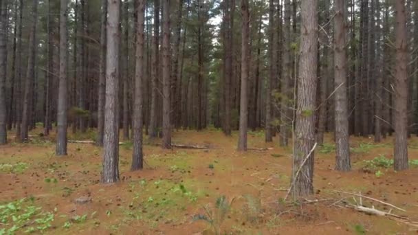 Dolly Out Pine Forest Head Height — Stockvideo