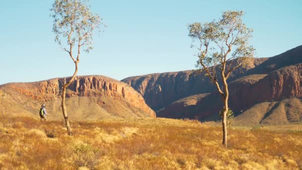 Distant Hiker Walks Native Trees Front Cliffs Australia — Vídeo de stock