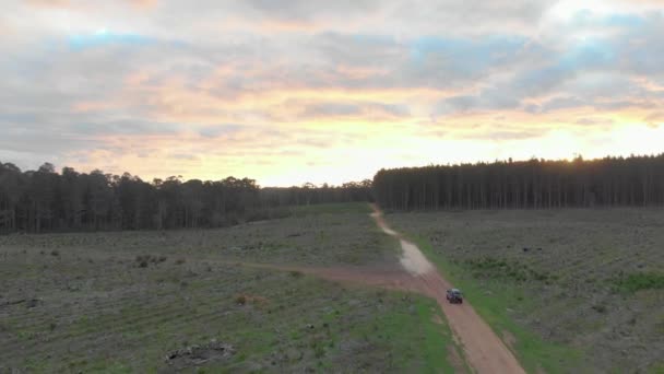 Ariel Drone Shot Car Driving Road Pine Plantation Sunset — Video Stock