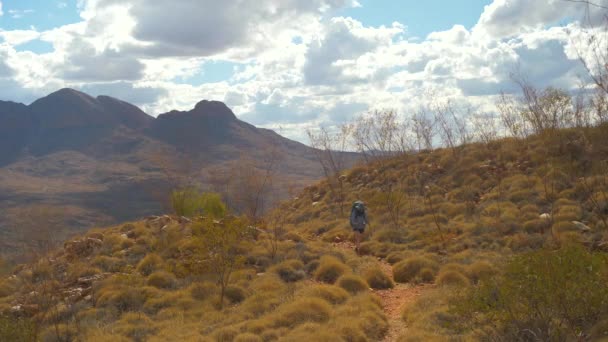 Hiker Walks Spinifex Mountainous Landscape Central Australia — ストック動画