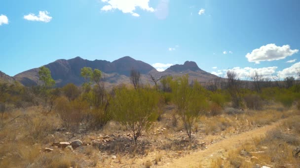 Side View Hiker Walks Native Scrub Distant Mountain Australia — Stockvideo