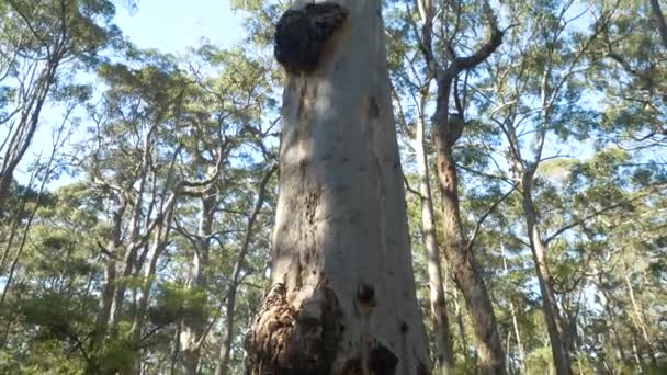 Pan Native Tree Trunk Canopy Australia — Stockvideo