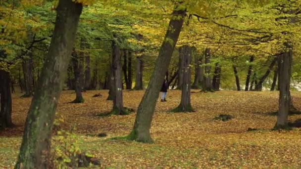 Дівчина Walkng Hoia Forest Bright Yellow Autumnal Trees Осінь Клуж — стокове відео