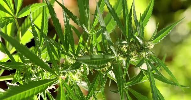 Vegetation Plants Marijuana Leaves Background Growing Cannabis Indica Green Cultivation — Stockvideo