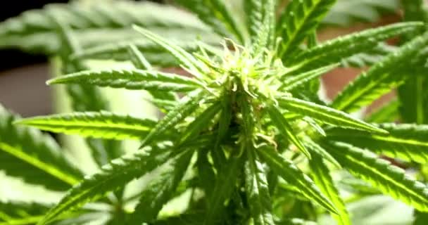 Close Marijuana Plant Legalization Growing Cannabis Hemp Cbd Oil Production — Video
