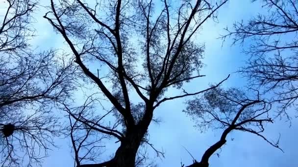 Leafless Treetop View Cloudy Day Low Angle Circling — Stockvideo