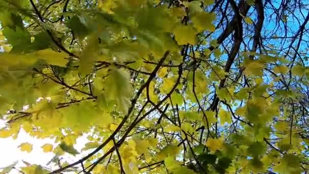Close Maple Leaves Tree Swaying Wind Handheld Low Angle — Video