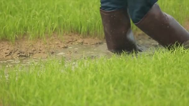 Farmer Spraying Liquid Fertilizer Rice Field — Stockvideo