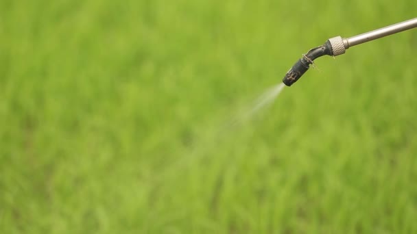 Farmer Spraying Liquid Fertilizer Rice Field — 图库视频影像